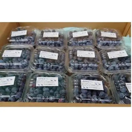 信州　中野市産ブルーベリー100g 24パック入り【配送不可地域：離島】【1494243】