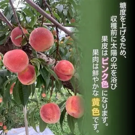 黄金桃 約3kg(8～12玉)【配送不可地域：離島】【1495414】