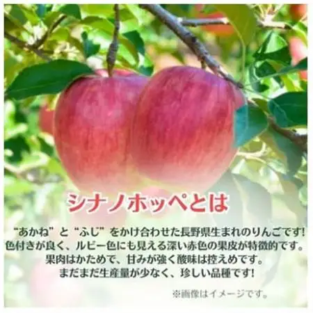 りんご シナノホッペ 約5kg 家庭用 (13玉～23玉)【1495969】
