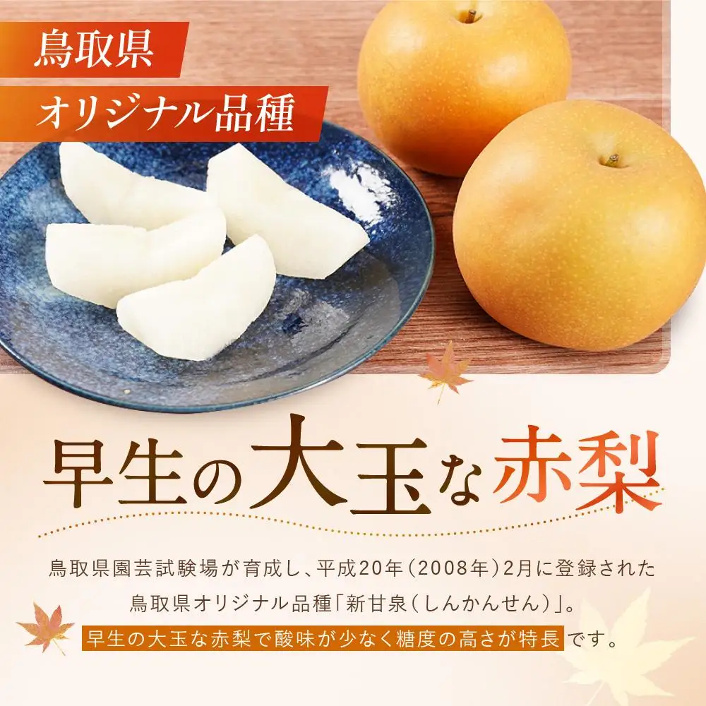 【先行予約】数量限定 鳥取県産梨 新甘泉（しんかんせん）5kg（8～12玉）|梨