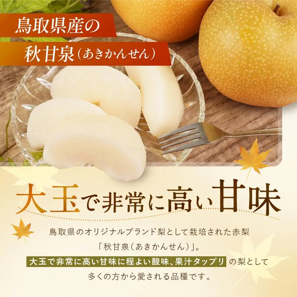 数量限定 鳥取県産梨 秋甘泉（あきかんせん） 5kg（8～12玉）|梨