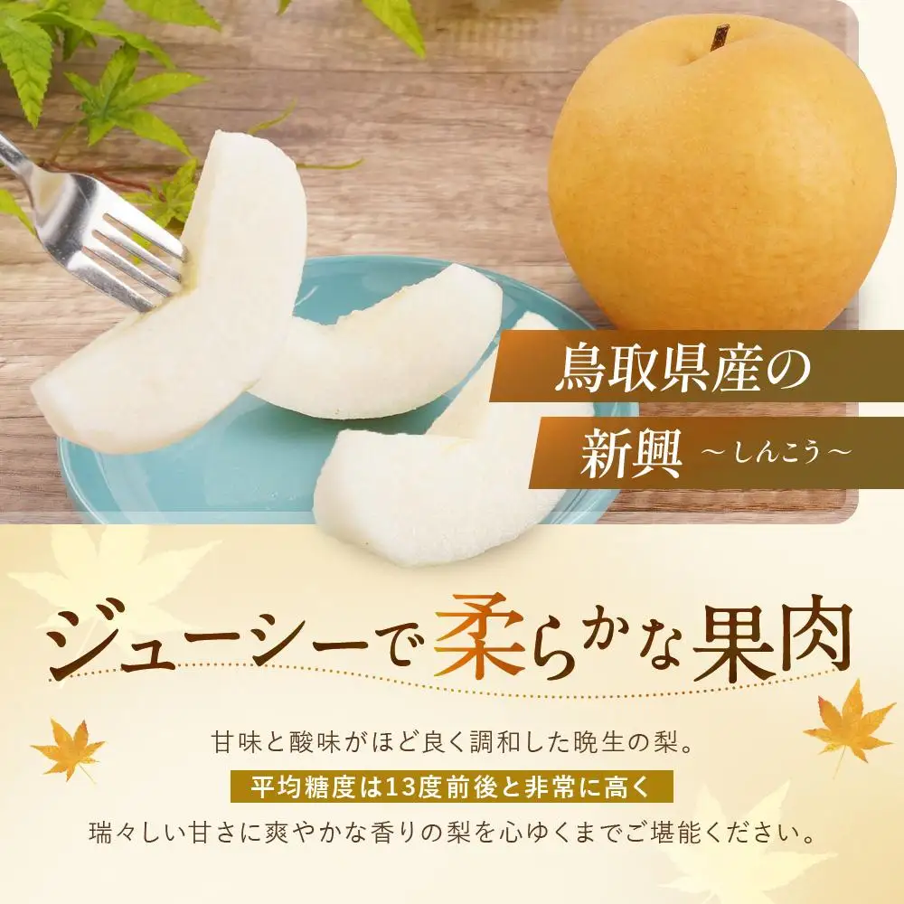【先行予約】数量限定 鳥取県産梨 新興（しんこう） 5kg（10～12玉）|梨