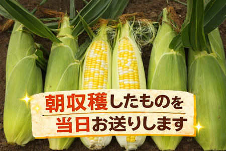 訳あり 北海道 歩味（あゆみ）バイカラーコーン 11～12本入り とうもろこし トウモロコシ 数量限定 期間限定 甘い 朝採れ