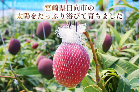 訳あり マンゴー 家庭用 2L 2玉 【2026年夏発送】[452061563]