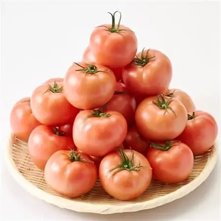 『陽の香り』トマト4kg箱満杯詰め　長野の自然が育てた恵　(個数おまかせ)【1342500】