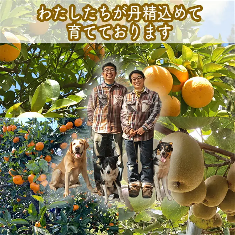 手づくりジャムソース 8本セット 手作りみかん キウイ あまなつ ブルーベリー 125ml 詰め合わせ ギフト 【 家庭用 自宅用 贈答品 贈答用 ギフト お取り寄せ お中元 お歳暮 贈り物 お祝い 神奈川県 小田原市 ジャム ジャム】