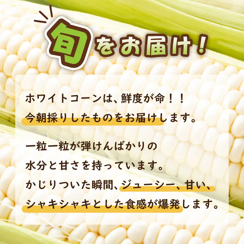 【先行予約】朝採り ホワイトコーン 8本セット