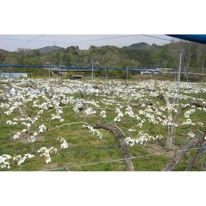 【先行予約】南信州阿智村　梨【幸水】｜果物 フルーツ 期間限定 数量限定 5kg 信州 長野