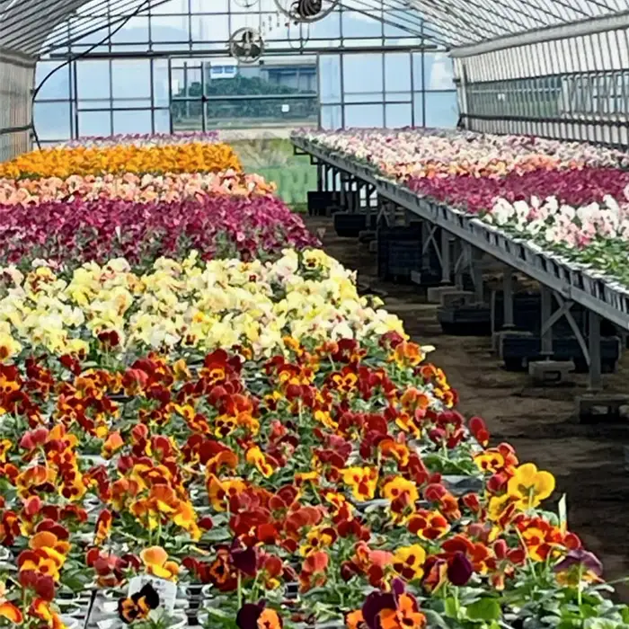 【季節の寄植えリース】クールセレクト＊花工房すなが＊ No.148