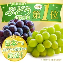 人気のシャインマスカット＆巨峰 2種食べ比べ 約1.0kg 2房【2026年発送】（LKS）B-852 シャインマスカット 巨峰 フルーツ