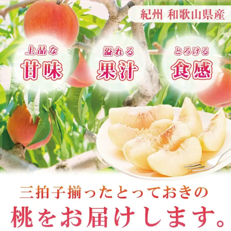 紀州和歌山産の桃　１５玉　化粧箱入 ※2026年6月下旬頃〜2026年8月上旬頃順次発送（お届け日指定不可） 【uot780A】