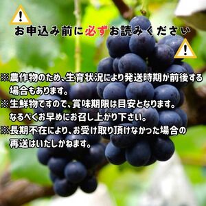 【南信州高森産】令和8年度ナガノパープル 約1.2kg＜2026年8月中旬より発送＞ | 長野県高森町 | ふるさと納税サイト「ふるなび」