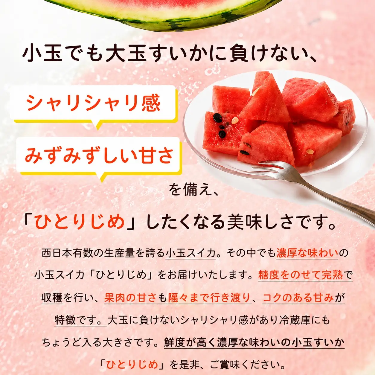 紀州和歌山産小玉スイカ「ひとりじめ」１玉【予約】※2026年6月上旬頃～7月上旬頃に順次発送予定(お届け日指定不可) スイカ すいか 果物【uot778A】