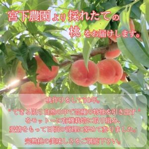 【訳あり】旬の桃「あかつき」または「なつっこ」どちらか3kg＜2026年7月下旬より発送＞