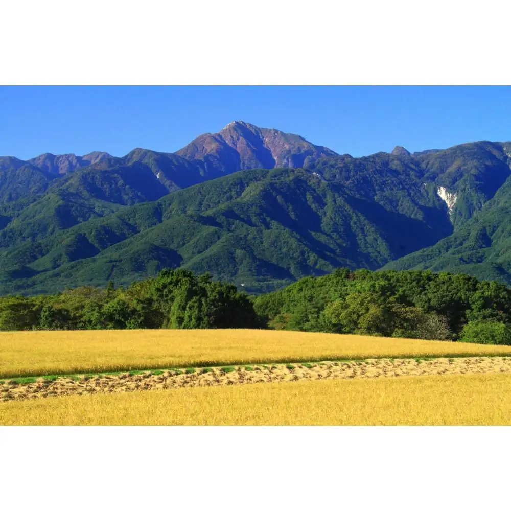 【令和7年産】山梨県北杜市産白州米コシヒカリ（白米）10kg