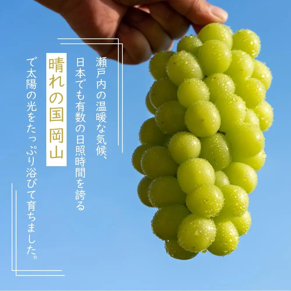 岡山県産 ぶどう  2026年発送 ご家庭用 シャインマスカット 晴王 約400g×2房 計800g フルーツ 果物 | シャインマスカット