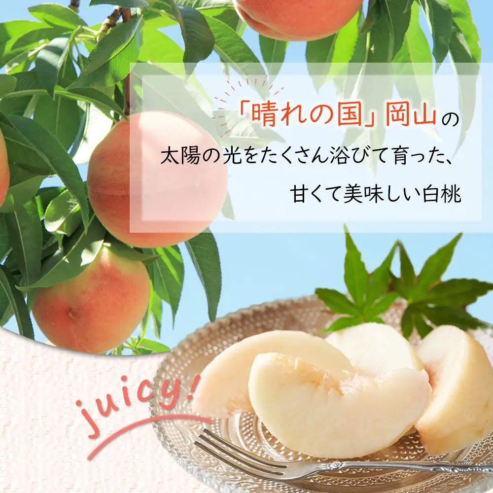 2026年 先行予約 岡山県産   白 桃   エース 約4kg（8～16玉）｜ 桃