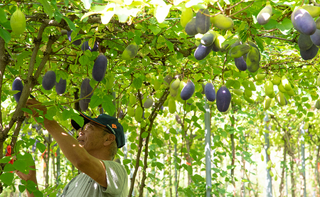 あけび １kg 半紙包み 6～9個 L～2L 秀品 【2026年9月中旬～発送】 山形県 朝日町産 山形産 アケビ フルーツ 果物 郷土料理 食物繊維 秋