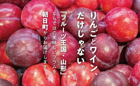 ＜先行予約＞プラム サンルージュ ２kg 大玉 2L以上 秀品 化粧詰め 【2026年9月中旬～９月下旬発送】 山形県 朝日町産 山形産 すもも スモモ フルーツ 果物 秋