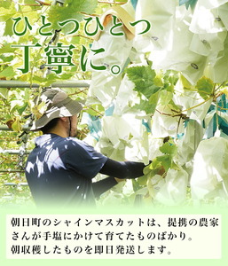 ＜ 先行予約 ＞ ぶどう シャインマスカット 特秀 1.2kg以上 2房 【2026年10月上旬～11月上旬発送】 農家直送 山形県 朝日町産 山形産 ぶどう ブドウ 葡萄 果物 フルーツ 秋