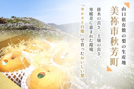 美祢市秋芳町産 二十世紀梨 （5~6玉）【先行予約：9月より発送予定】