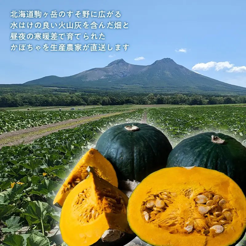 【先行予約】みやこかぼちゃ 約4.5kg（2～3玉） 北海道森町産 （令和8年7月下旬～8月上旬順次配送） ＜こうのファーム＞ カボチャ 南瓜 野菜 根菜 煮物 食材 スープ mr1-1416