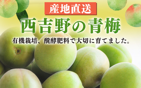 有機栽培　青梅 3kg（ジュース・梅酒・酵素用）| ＜※6月上旬〜6月中旬頃順次発送予定＞