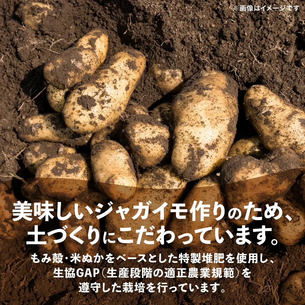 熊本県 八代市産 潮風薫る 新じゃがいも (メークイン) 10kg ジャガイモ メークイン 新じゃが カレー 肉じゃが 炒め物 野菜 芋 熊本県 八代市