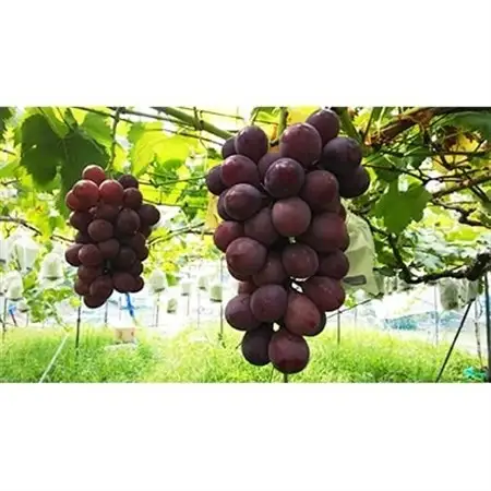 【2026年夏発送】  和歌山県橋本市産(種無し)巨峰 ぶどう詰め合わせ　約2kg【配送不可地域：離島】【1135025】