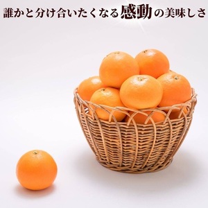 【2026年先行予約】 愛果28号 バラ詰め 5kg 紅まどんなと同一品種 みかん 【2026年12月以降順次発送予定】 愛媛 数量限定 愛媛県産 人気 柑橘 伊予市｜C57