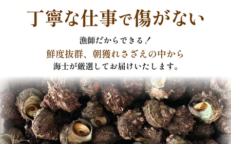【先行予約】素潜りさざえ 2kg ※2026年7月上旬順次発送｜  北陸 厳選 さざえ [B-018006]