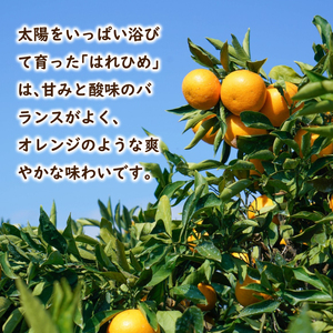 【2026年12月頃から順次発送】はれひめ (家庭用) 約2kg | みかん 柑橘 はれひめ 蜜柑 みかん 愛媛県 松山市【SKE002】