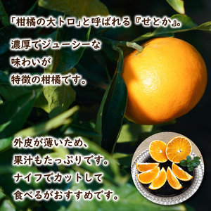 【2027年3月頃から順次発送】 せとか (家庭用) 約2kg |  みかん 柑橘 せとか  蜜柑 みかん 雪幸園 愛媛県 松山市【SKE003】