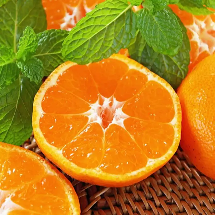 農家直送 完熟 有田みかん 10kg［先行予約 2026年12月発送 ］［MS13-2］