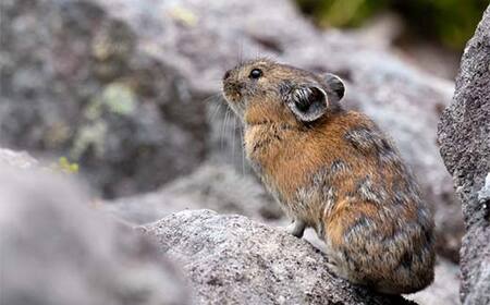 道認定「北海道アドベンチャートラベルガイド」が案内するワイルドライフウォッチング半日ツアー 【4名様分体験チケット】 約3時間 F6S-047