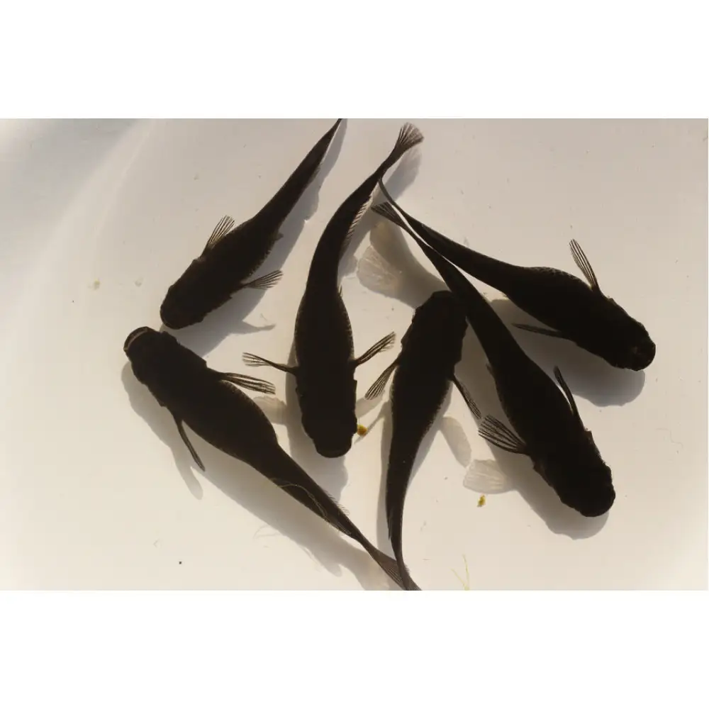 ＜数量限定＞境港改良メダカセット(4匹・2ペア)