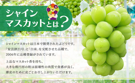 【2026年発送 先行予約】読売テレビ・毎日放送も取材に!数量限定シャインマスカット 1.3kg｜産地直送 大粒 完熟 期間限定 ぶどう フルーツ 果物 先行予約 種なし 旬 家庭用 プレゼント 柏原市