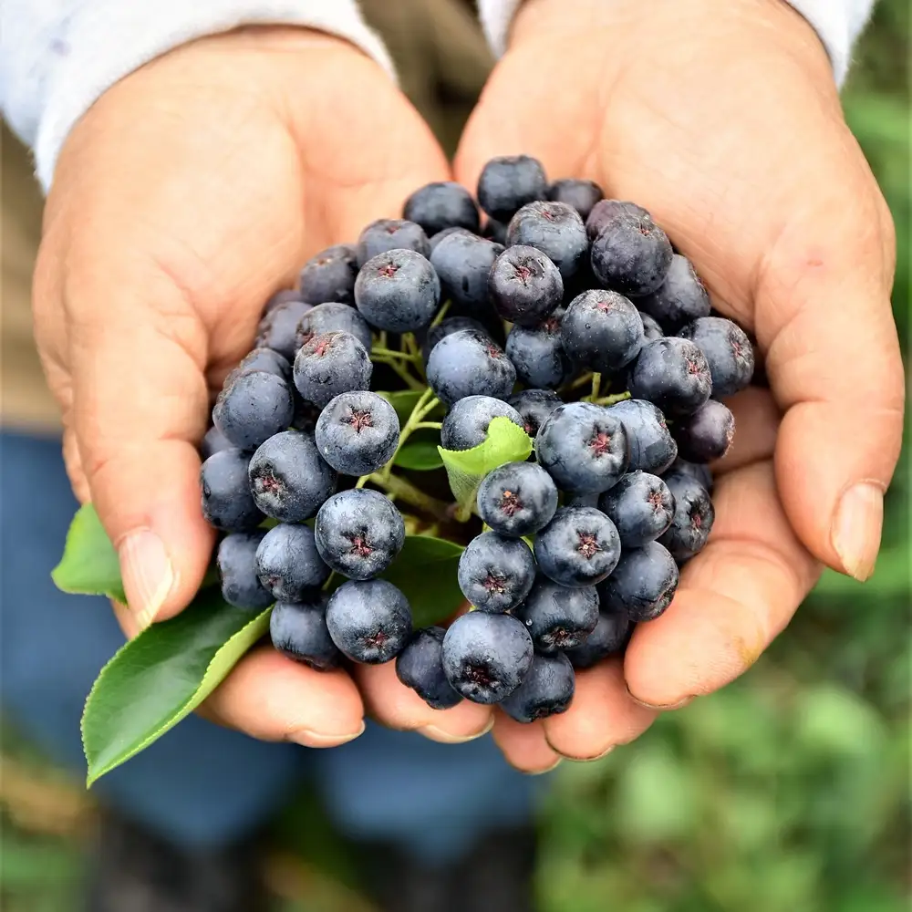 天然フルーツ アロニアベリージャム・ころころソースセット　0008-2201