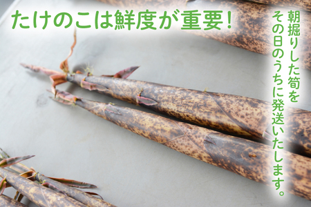 朝採り たけのこ 真竹 5kg AA038-1