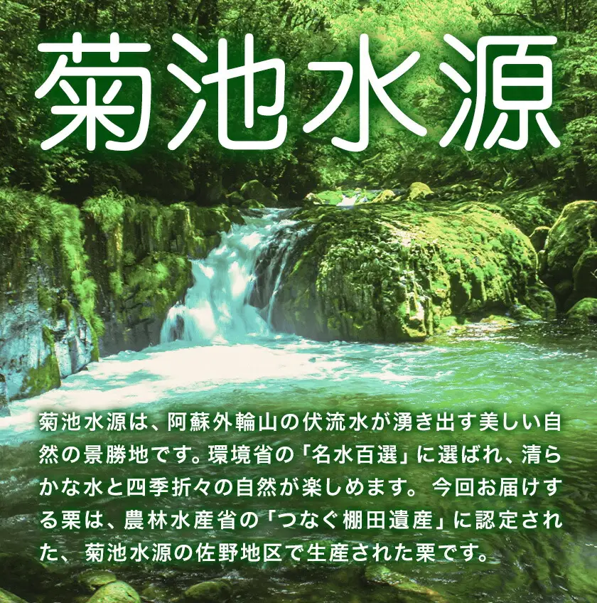 菊池水源産 さのまろん 冷凍剥き栗 内容量 約800g 農事組合法人菊池佐野《30日以内に出荷予定(土日祝除く)》熊本県 菊池市 栗 むき栗 筑波 冷凍 熊本県産 九州産 国産 送料無料