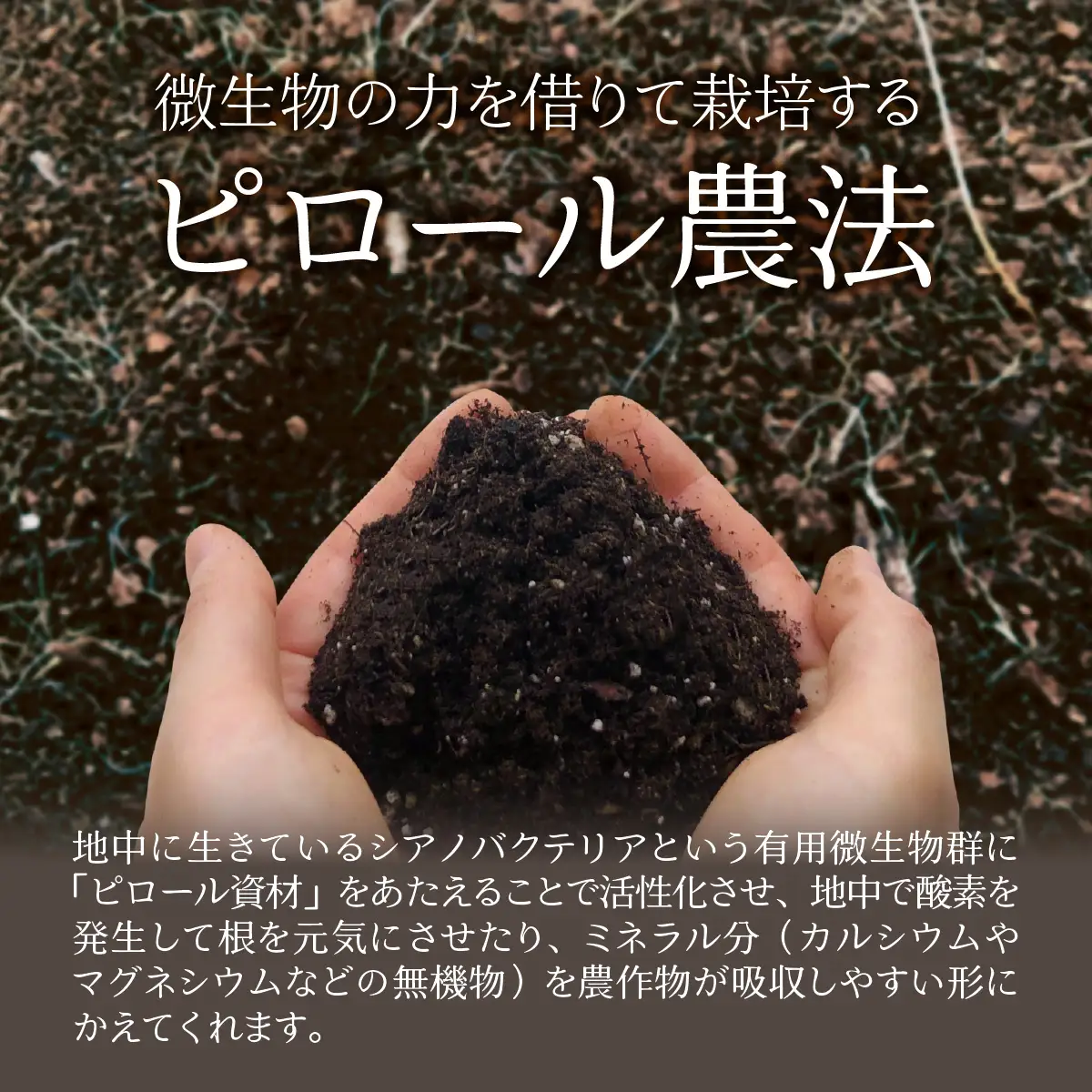 【令和8年産】【ピロールタマネギ】ピロール農法で栽培したタマネギ４kg