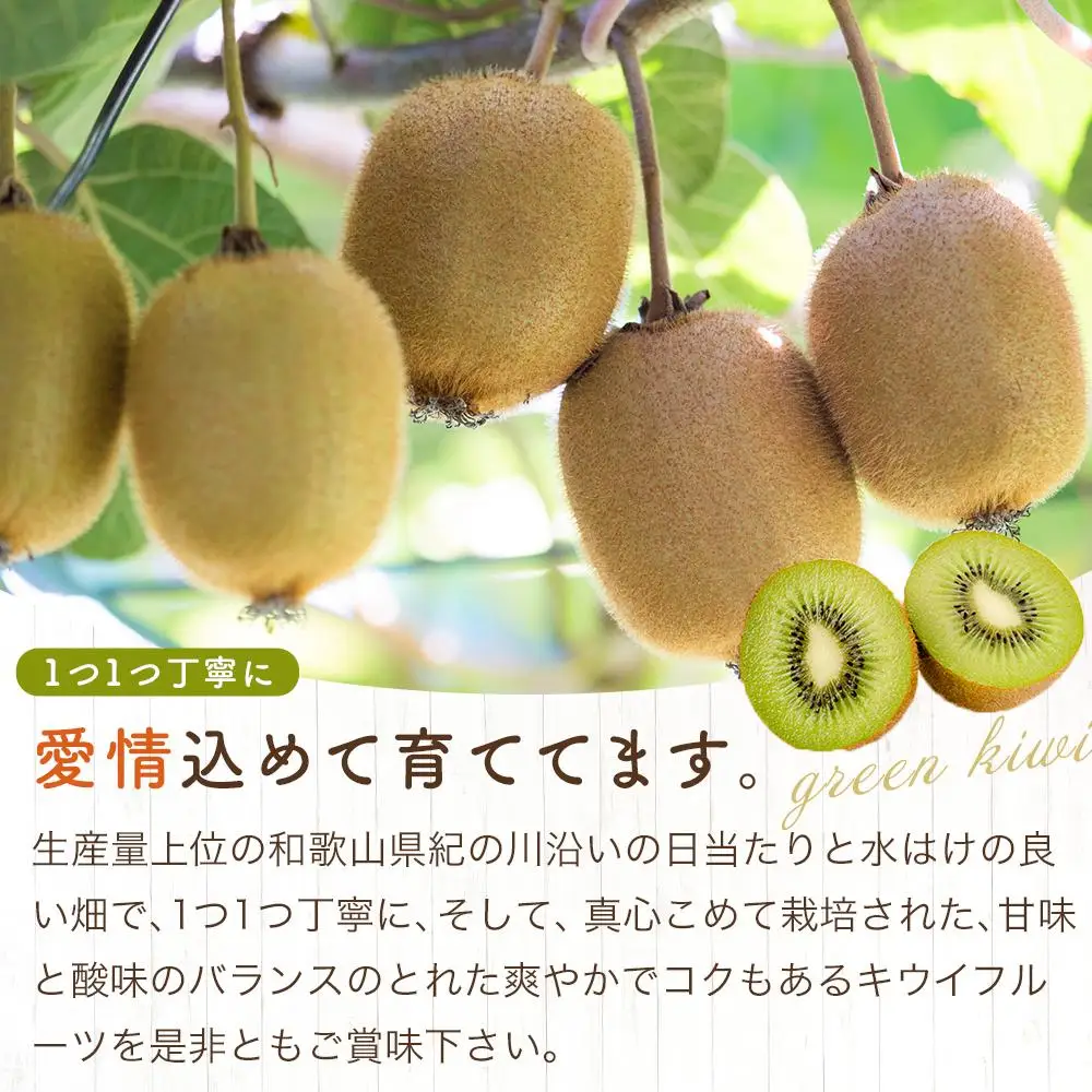 和歌山九度山町産 キウイフルーツ 約3.6kg (玉数おまかせ 24玉～36玉のいずれか 秀品)★ 2027年1月中旬頃より順次発送