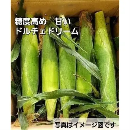糖度20度!甘くて美味いとうもろこし「ドルチェドリーム」 14本【配送不可地域：離島・北海道・沖縄県・信越、北陸・東海・近畿・中国・四国・九州】【1487255】