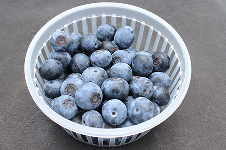 ブルームたっぷり！朝摘みブルーベリー800g（冷蔵）【8月～9月上旬発送分】　モリタ農園