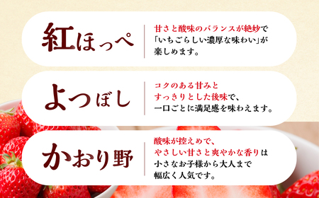 【ふるなびWEEK対象】自宅用 品種おまかせ いちご 1kg (250g × 4p) いちご [mt524] family農園watanabe