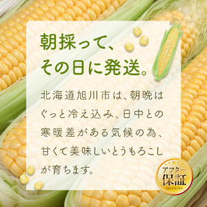 【先行予約】朝採り とうもろこし ゴールドラッシュ 4kg (L～2Lサイズ×10本) (2026年8月中旬発送) | とうもろこし 北海道 限定 _03902