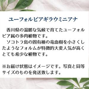 ユーフォルビアギラウミニアナ実生株 1本