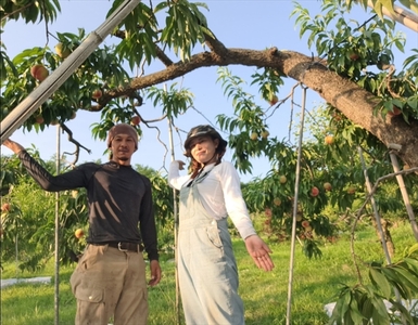 【先行予約】長野県産 サンプルーン 約1.8kg （2026年9月3日～25日出荷／ 北海道・沖縄・離島は配送不可）信州 セイヨウスモモ