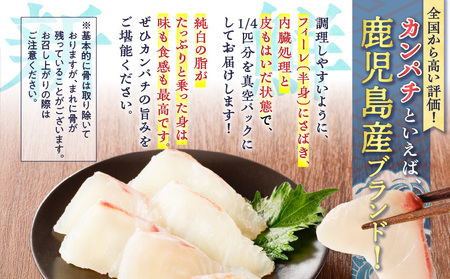鹿児島産 スライスするだけ！カンパチ刺身用 1/4本 3～4人前 K100-006 魚
