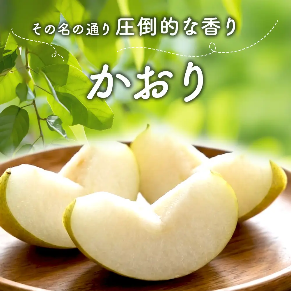 【先行予約】梨(かおり) 4玉～7玉入り×1箱 (4.5kg以上) ※2026年9月上旬～9月下旬頃に順次発送予定